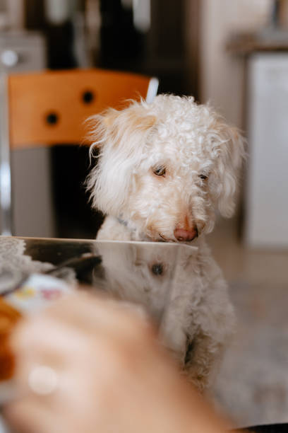 食卓から食べ物を盗む犬v - dog overweight pleading begging ストックフォトと画像