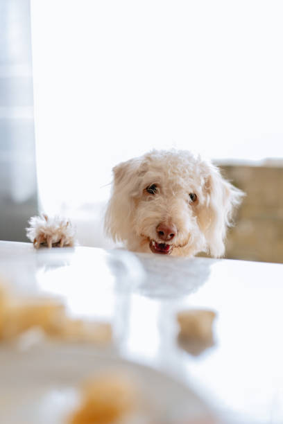 the dog that steals food from the dinner table