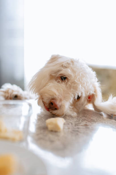 istock female dog steals cheese from the table 2101446163