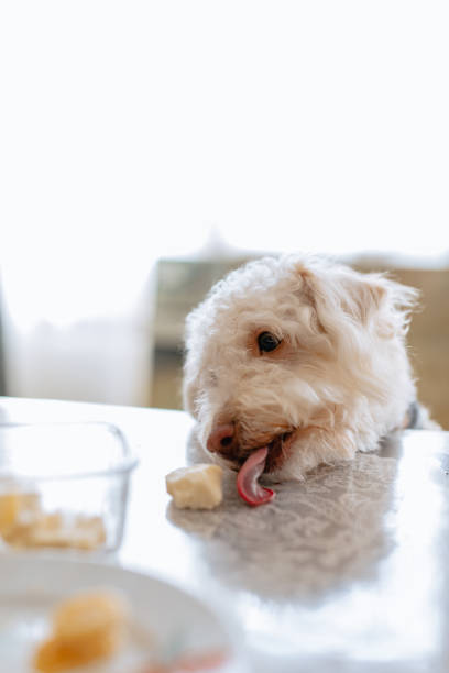 istock female dog steals cheese from the table 2101446827