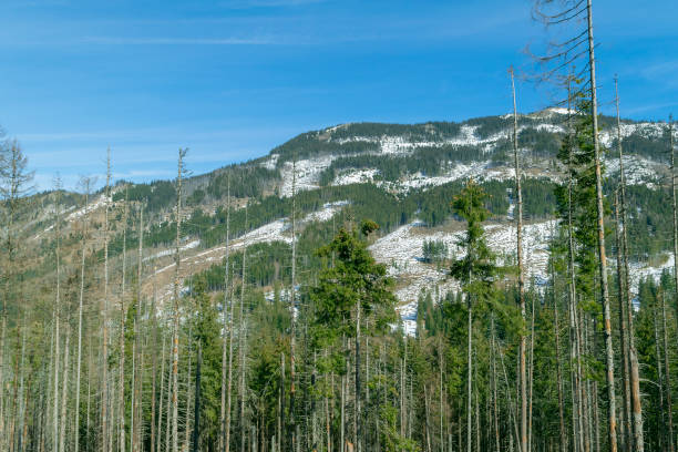Spruce forest in the mountains. Beautiful natural landscape. Mountainous area.