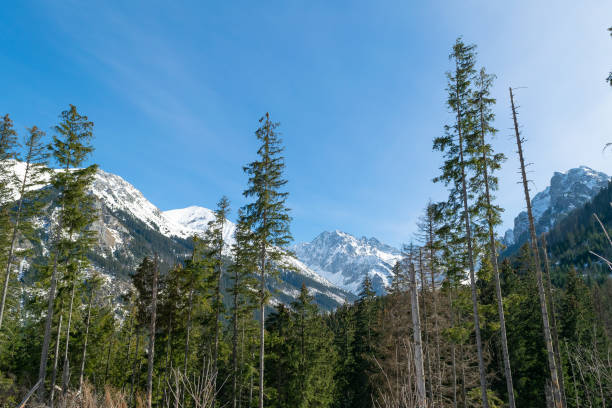 Snow-capped mountain peaks and spruce forest. Beautiful winter landscape in the mountains. Stone cliffs.