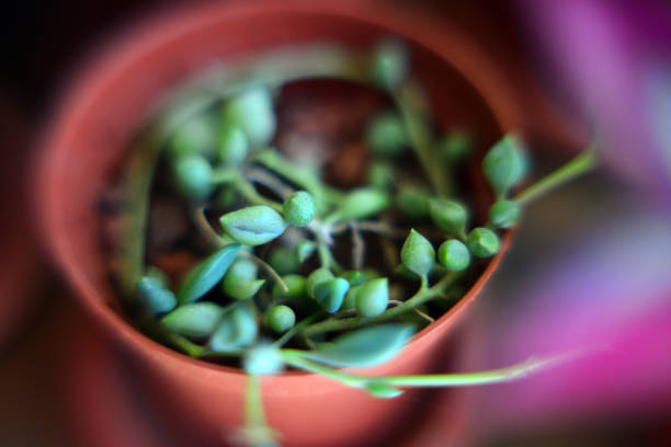 Green house plants potted, succulents