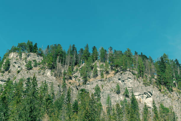 Spruce forest in the mountains. Beautiful natural landscape. Mountainous area.
