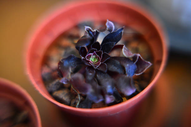 Green house plants potted, succulents