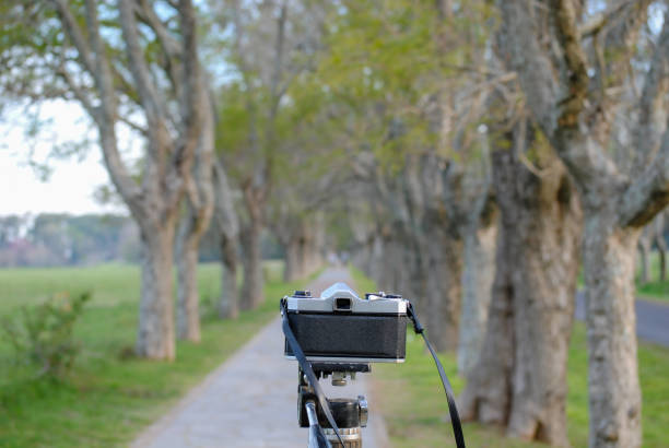 taking pictures in the forest