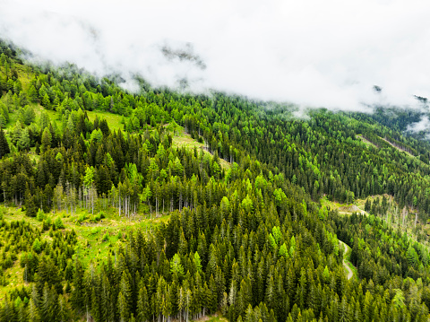 Pine tree forest landscape on a mountain in the Central Eastern Alps during an overcast springtime day in Carinthia, Austria.