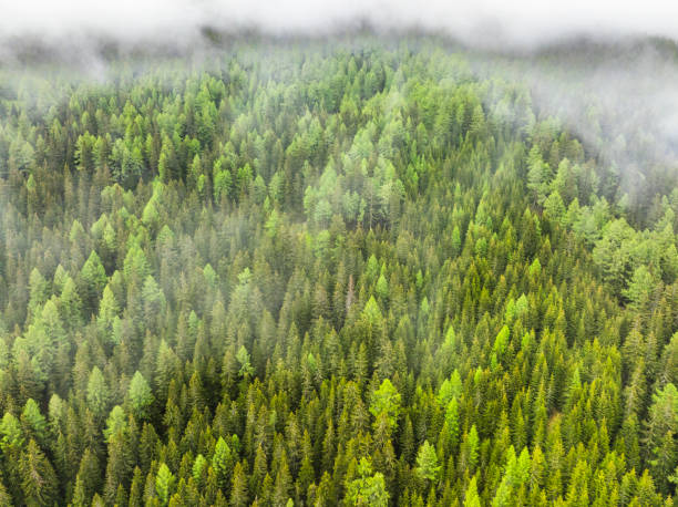 istock Pine tree forest landscape on a mountain in the Central Eastern Alps 2101467967