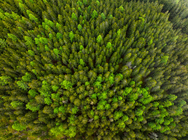 istock Pine tree forest seen from above on a mountain in the Central Eastern Alps 2101469056