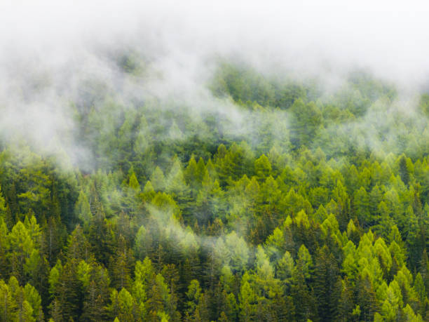 Pine tree forest landscape on a mountain in the Central Eastern Alps during an overcast springtime day in Carinthia, Austria.
