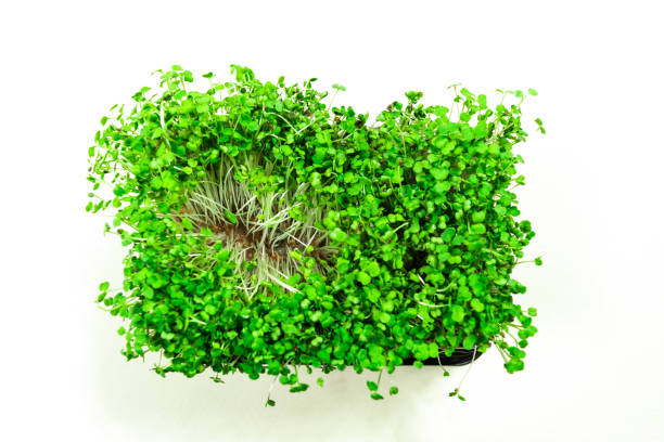 istock Mold and rot on young green sprouts of arugula microgreens. 2101473886