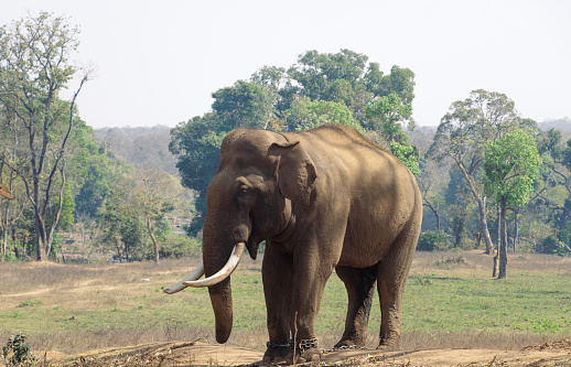 Portrait of an Indian elephant or Elephas maximus indicus  is one of three extant recognised subspecies of the Asian elephant, native to mainland Asia.