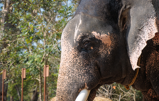 Portrait of an Indian elephant or Elephas maximus indicus  is one of three extant recognised subspecies of the Asian elephant, native to mainland Asia.