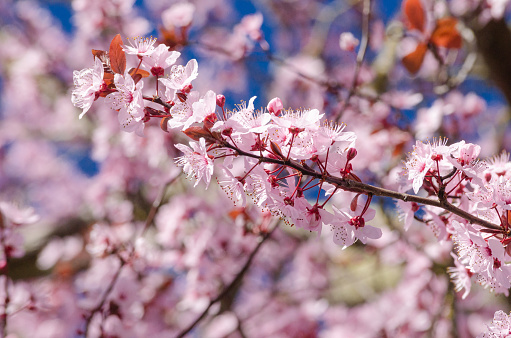 pink flower tree blooming in springtime