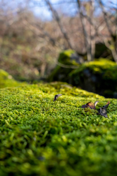 istock Green moss in the fall forest. Lush moss growing on a rock in the forest. 2101521253