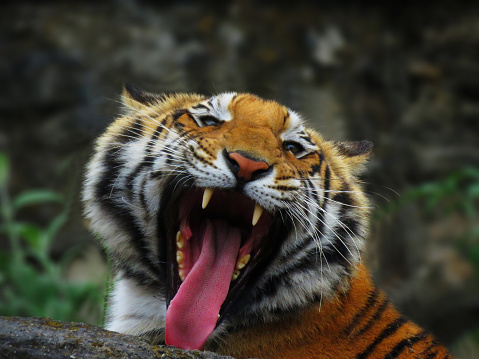 Roaring royal Bengal Tiger. Awning Tiger sharp teeth, yawn, canines. Aggressive Tiger in the wild.