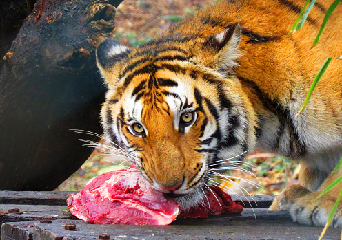 Bengal tiger eating meat closeup.