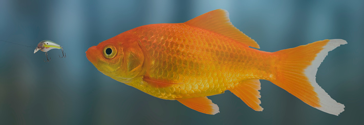 Artificial bait suckering in a bright colored goldfish with a blue background.