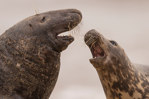 Two seals bonding closely on a sandy beach