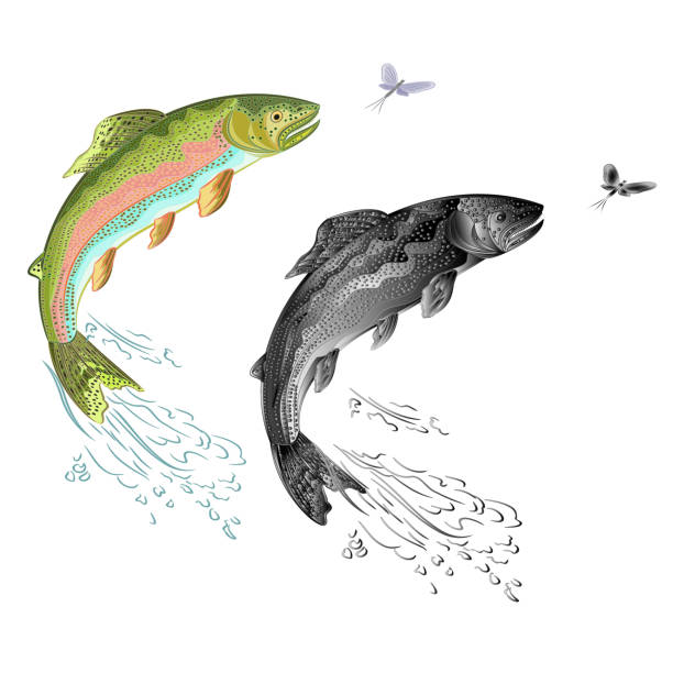 ilustrações de stock, clip art, desenhos animados e ícones de american trout (oncorhynchus mykiss) jumps salmon-predatory fish natural and as wrought metal and mayfly vintage vector illustration editable hand draw - trout fishing silhouette salmon