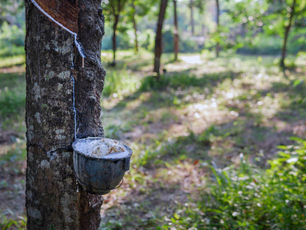 istock Natural latex from rubber tree in plantation forest,The natural latex flows into the rubber bowl. 2101558281