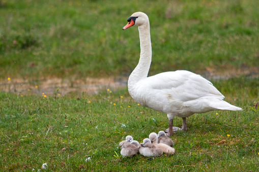 Group of young mute swans and mother on grass