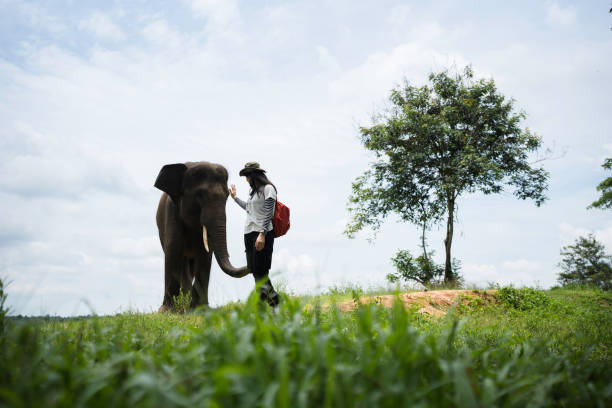 istock asian woman caressing an asian elephant 2101559360