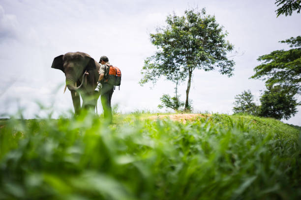asian man standing next to elephant - way kambas National Reserve Sumatra,