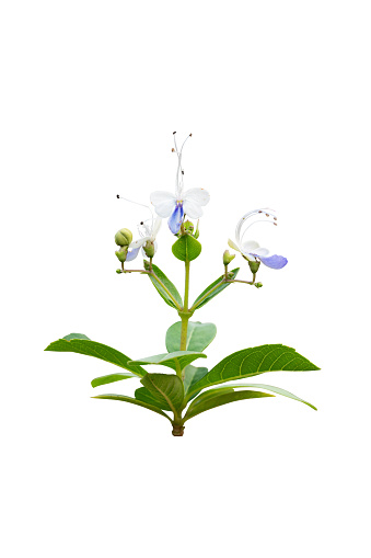 Blue butterfly bush flower isolated with clipping path