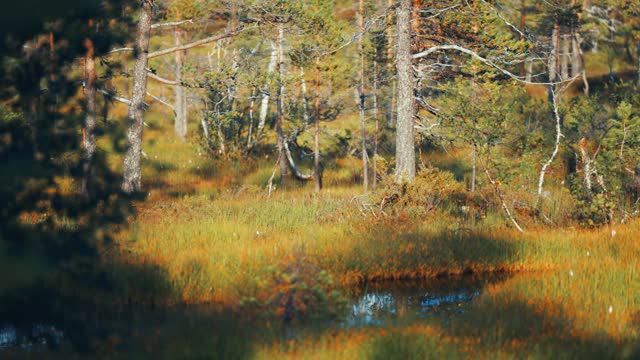 Swampy grasslands in autumn tundra. Pine trees tower above the withering grasses. Parallax video, bokeh background.