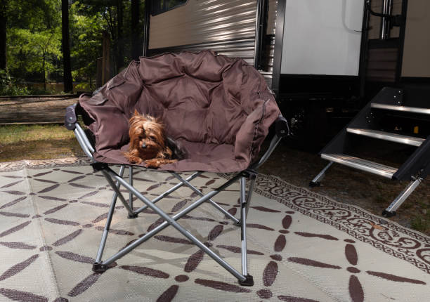 istock Protetait of an exhausted camping dog 2101598767
