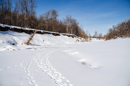 A serene natural landscape with a blanket of snow covering the ground, tire tracks cutting through the white canvas, trees and branches lining the slope under a cloudy sky