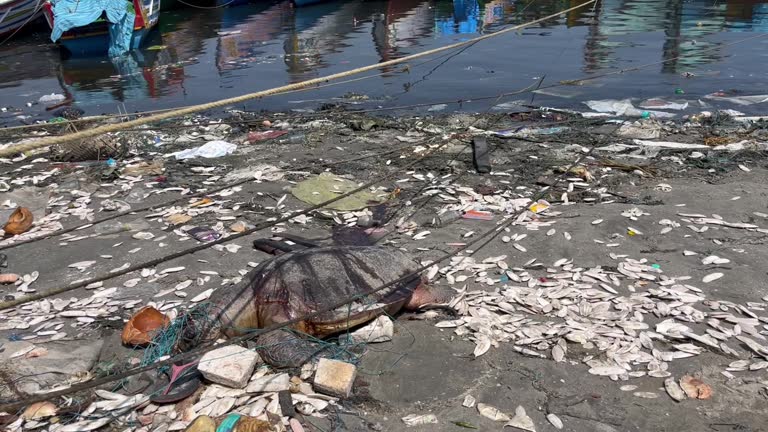 Polluted water source by the side of river that has a dead turtle surrounded by plastic waste and other littered objects. Environment pollution