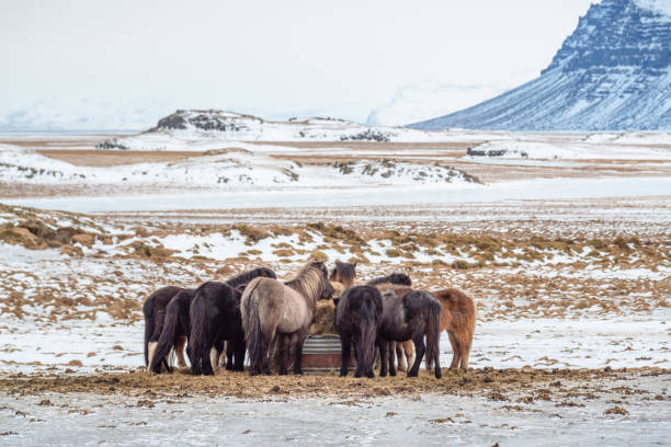 group of multi colored Icelandic horses feeding in winter. Icelandic horse is a breed of horse developed in Iceland