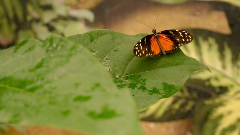 butterfly in a tropical garden garden. selective focus. nature.