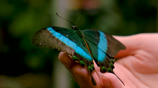 tropical butterfly on hand. selective focus. nature.