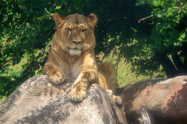 istock Lion sitting on the rock under the tree in the shade 2101617641