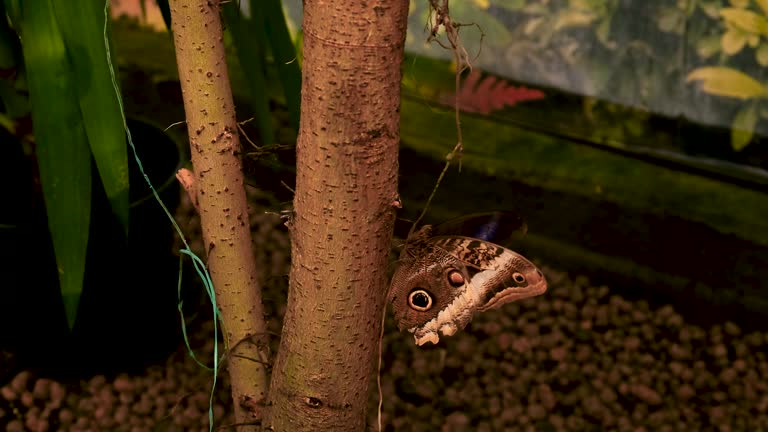 butterfly in a tropical garden garden. selective focus. nature.