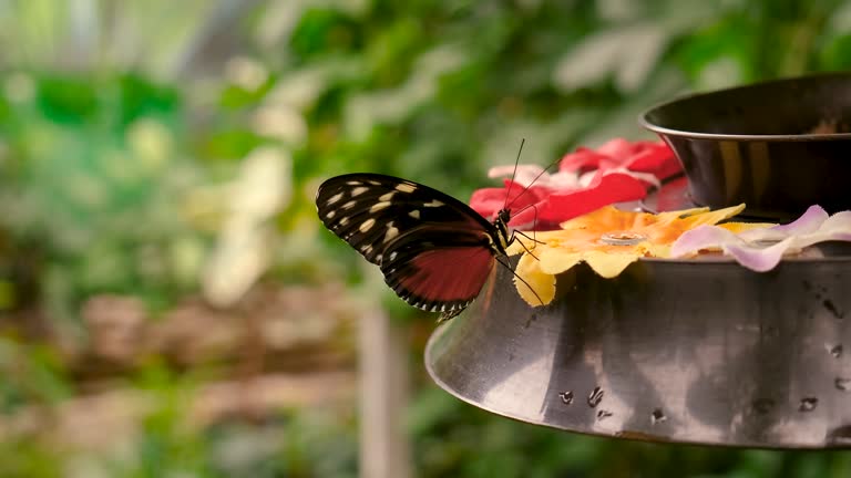 butterfly in a tropical garden garden. selective focus. nature.