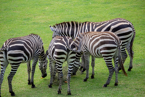 Zebras in a group eating food
