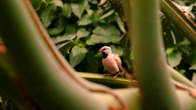 tropical birds in the garden. selective focus. nature.