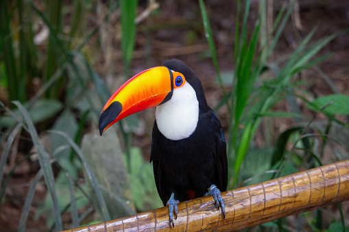 Brazilian toucan in nature bokeh