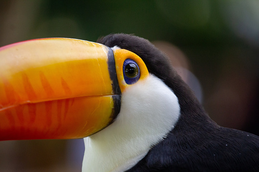 Brazilian toucan in nature bokeh