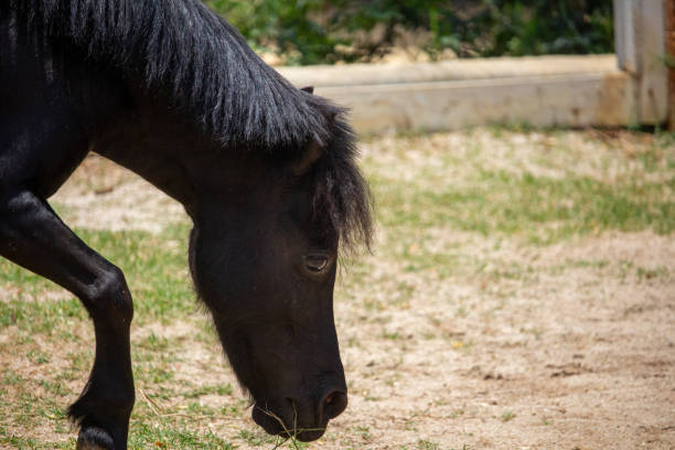 black horse grazing in captivity