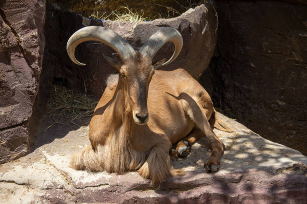 A male goat with beautiful curved horns looks to the left. The image is taken from above, (Zenith).