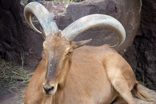 close-up Goat resting in the shade
