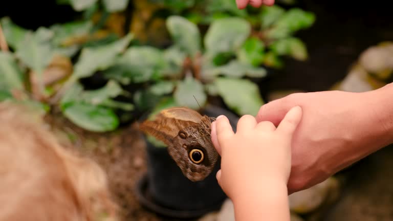 tropical butterfly on hand. selective focus. nature.