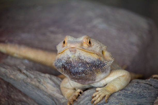 istock beautifull iguana on the rock 2101620505