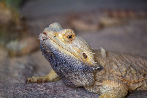 Rare Iguana in the desert