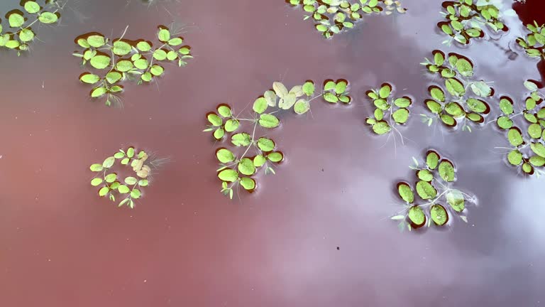 wild plants floating above the fish pond